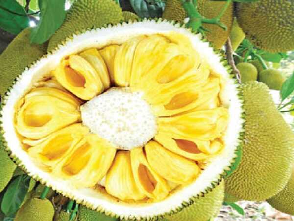 Dự đoán xổ số khi nằm mơ thấy mít