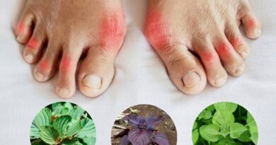 Mách bạn cách chữa bệnh gout bằng lá tía tô hiệu quả