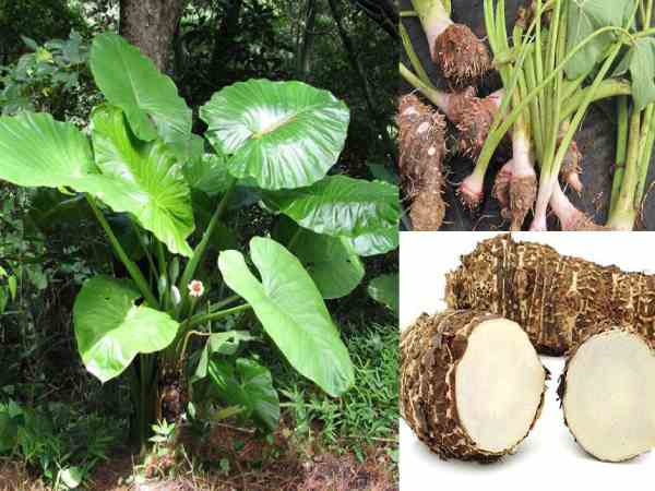Hỗ trợ điều trị bệnh tiểu đường khi uống củ ráy