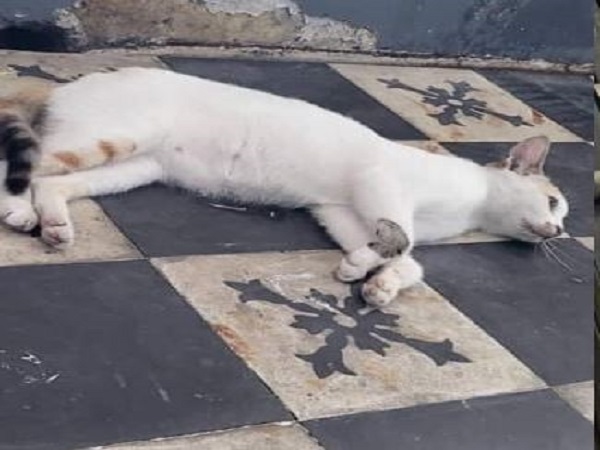 Mèo hoang chết trước cửa nhà mang điềm báo gì?