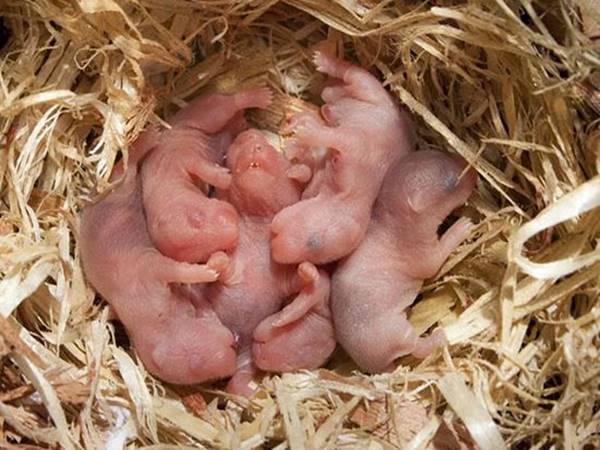 Con chuột nhỏ số mấy?