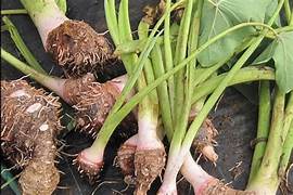 Củ ráy là gì?