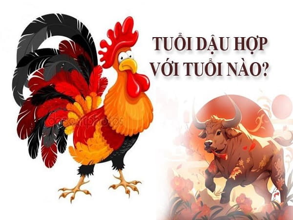 Tuổi Dậu hợp với tuổi  Sửu nhất