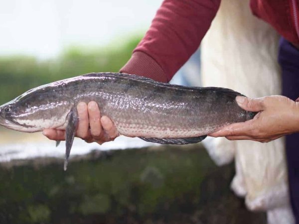 Cá lóc dưới góc nhìn phong thủy